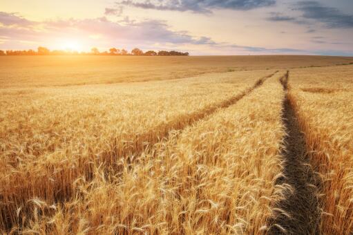 2023年小麦什么时候成熟收割？具体是夏天熟还是秋天熟？全国小麦收割时间表！