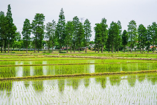2024年广西桂林临桂区种植奖补政策：种植优质稻补助多少？