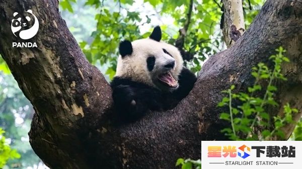 秦岭大熊猫研究中心致歉：饲养员用铁锨驱打大熊猫已被辞退 ！